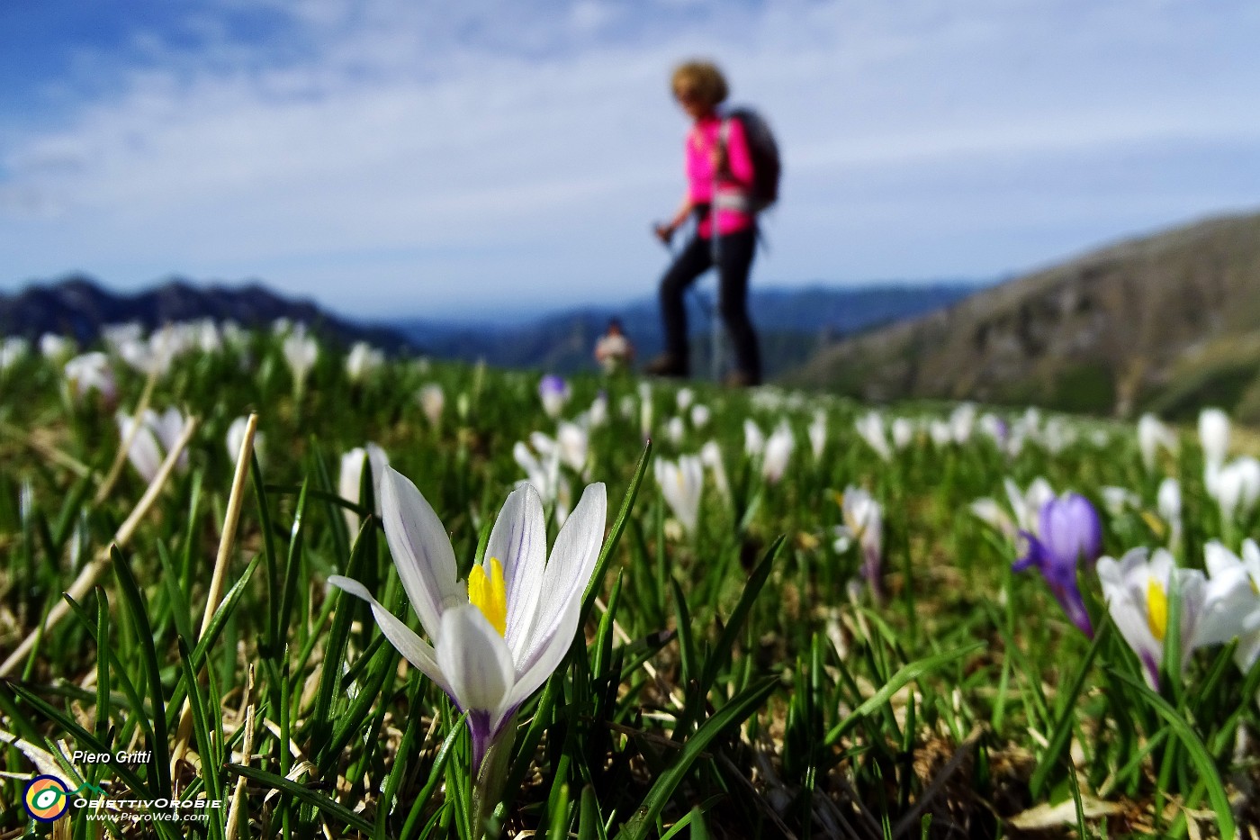 16 Crocus primaverili (Crocus albiflorus) .JPG -                                